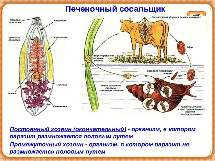 Печеночный сосальщик Постоянный хозяин (окончательный) - организм, в котором паразит размножается половым путем