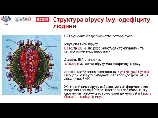 Структура вірусу імунодефіциту людини ВІЛ відноситься до сімейства ретровірусів. Існує