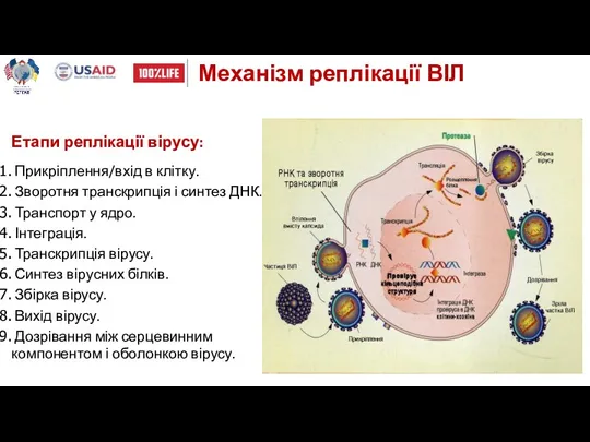 Механізм реплікації ВІЛ Етапи реплікації вірусу: Прикріплення/вхід в клітку. Зворотня