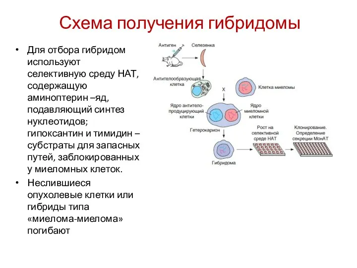 Схема получения гибридомы Для отбора гибридом используют селективную среду НАТ,