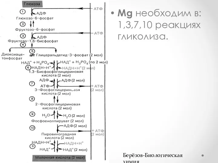 Mg необходим в: 1,3,7,10 реакциях гликолиза. Берёзов-Биологическая химия