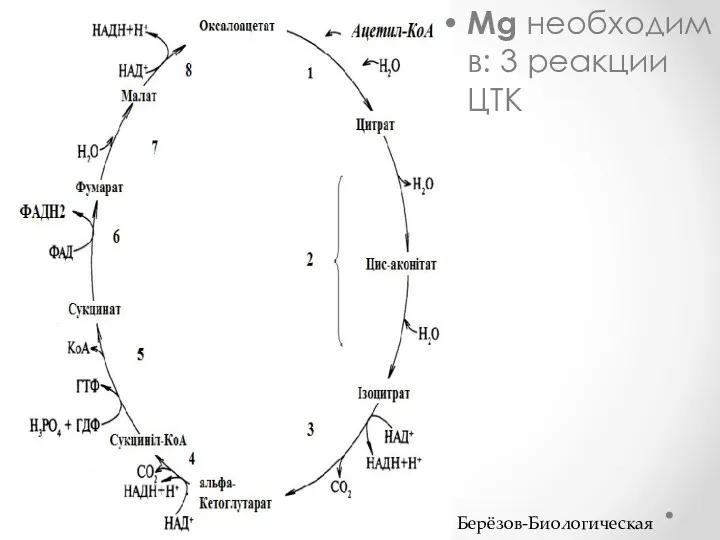 Mg необходим в: 3 реакции ЦТК Берёзов-Биологическая химия