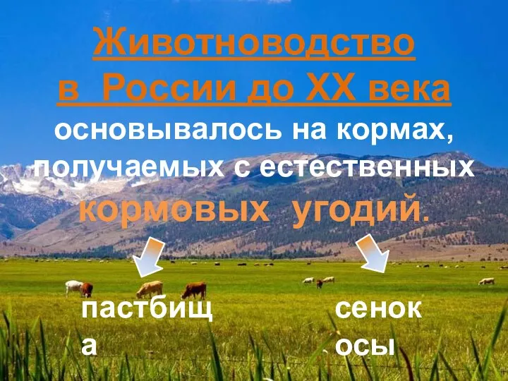 Животноводство в России до ХХ века основывалось на кормах, получаемых с естественных кормовых угодий. сенокосы пастбища