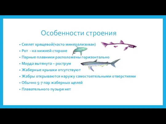 Особенности строения Скелет хрящевой(часто минерализован) Рот - на нижней стороне