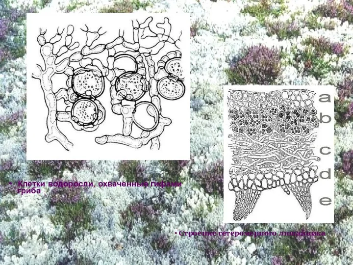 Клетки водоросли, охваченные гифами гриба Строение гетеромерного лишайника