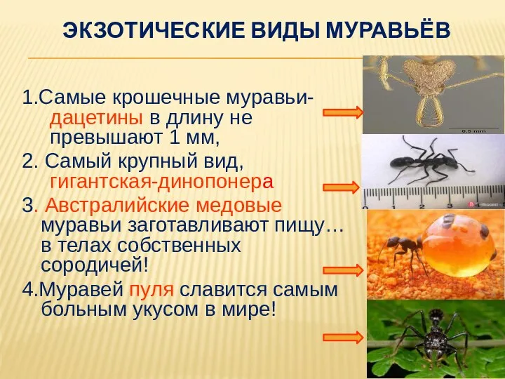 ЭКЗОТИЧЕСКИЕ ВИДЫ МУРАВЬЁВ 1.Самые крошечные муравьи-дацетины в длину не превышают