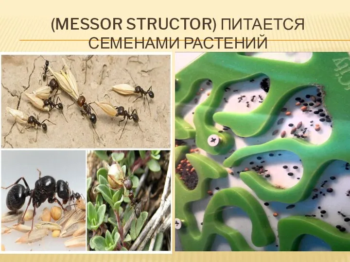 (MESSOR STRUCTOR) ПИТАЕТСЯ СЕМЕНАМИ РАСТЕНИЙ