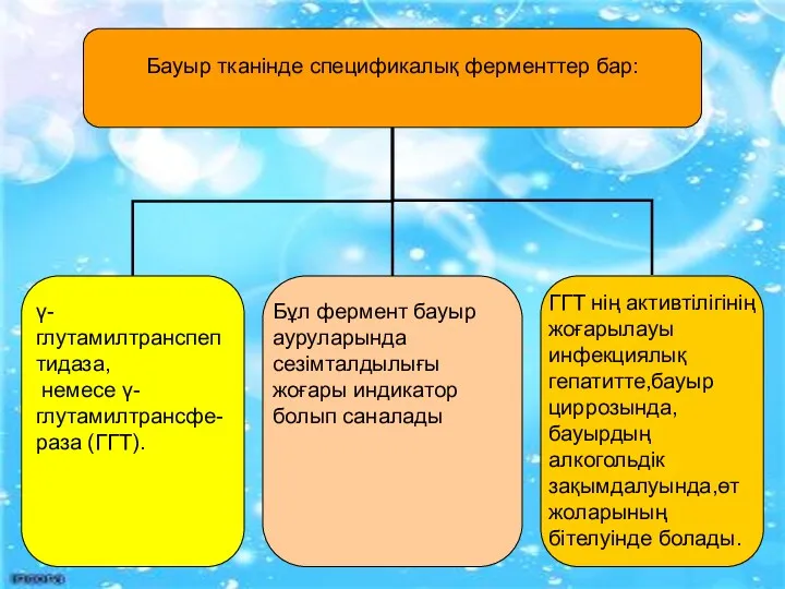 ГГТ нің активтілігінің жоғарылауы инфекциялық гепатитте,бауыр циррозында,бауырдың алкогольдік зақымдалуында,өт жоларының