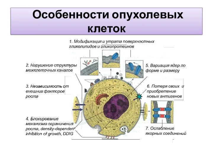 Особенности опухолевых клеток