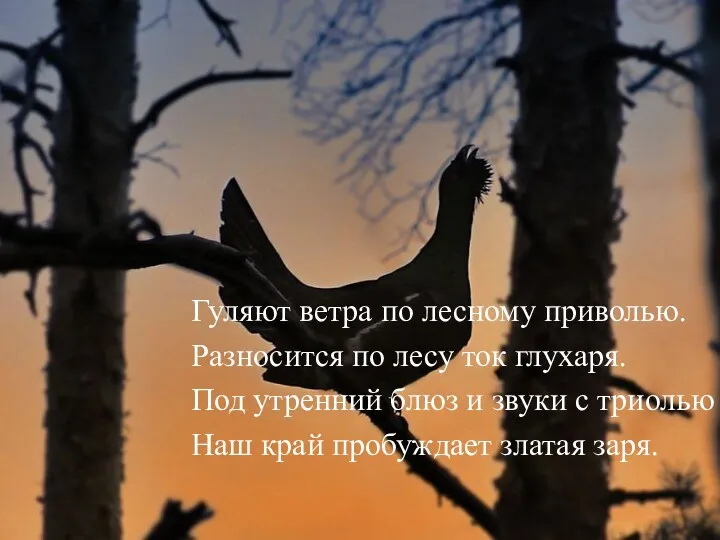 Гуляют ветра по лесному приволью. Разносится по лесу ток глухаря.