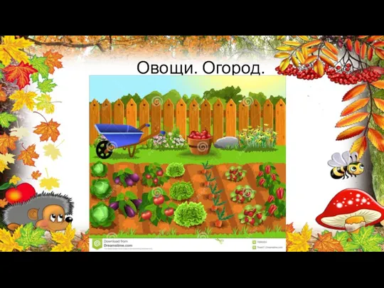 Овощи. Огород.