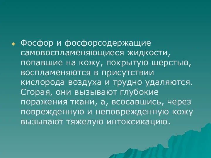 Фосфор и фосфорсодержащие самовоспламеняющиеся жидкости, попавшие на кожу, покрытую шерстью,