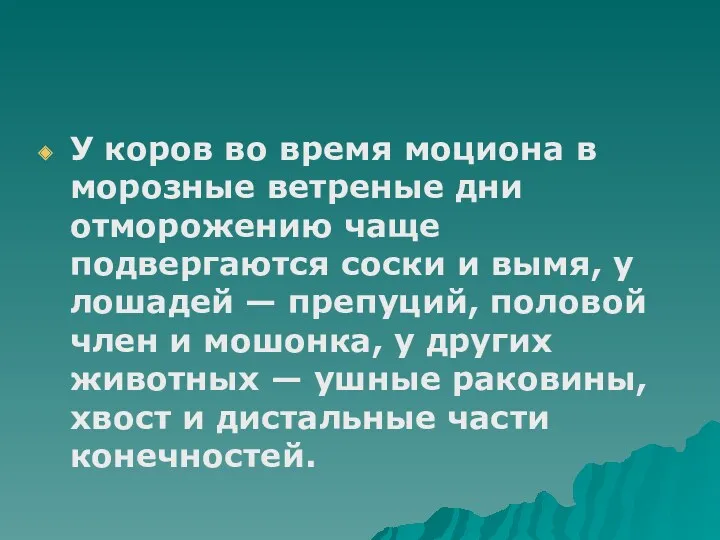 У коров во время моциона в морозные ветреные дни отморожению чаще подвергаются соски