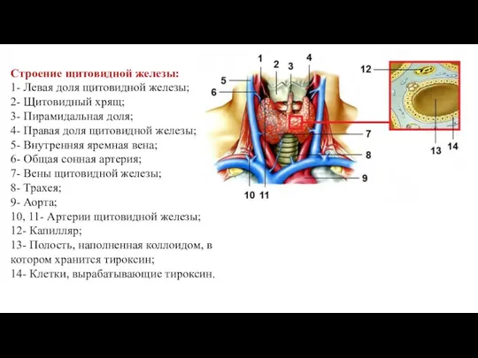 Строение щитовидной железы: 1- Левая доля щитовидной железы; 2- Щитовидный хрящ; 3- Пирамидальная