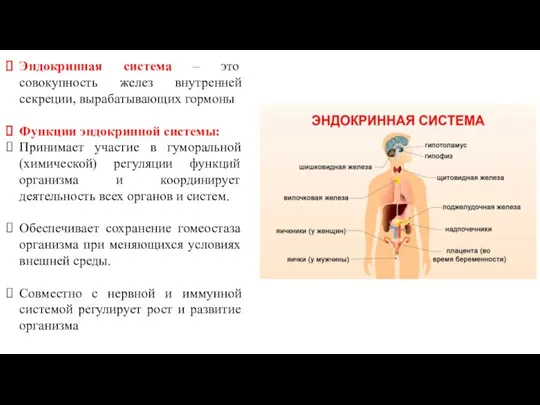 Эндокринная система – это совокупность желез внутренней секреции, вырабатывающих гормоны Функции эндокринной системы: