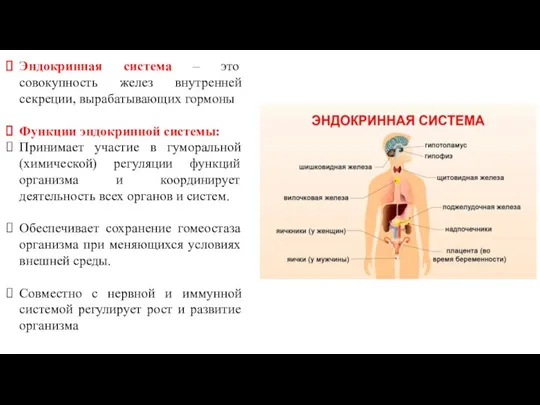 Эндокринная система – это совокупность желез внутренней секреции, вырабатывающих гормоны