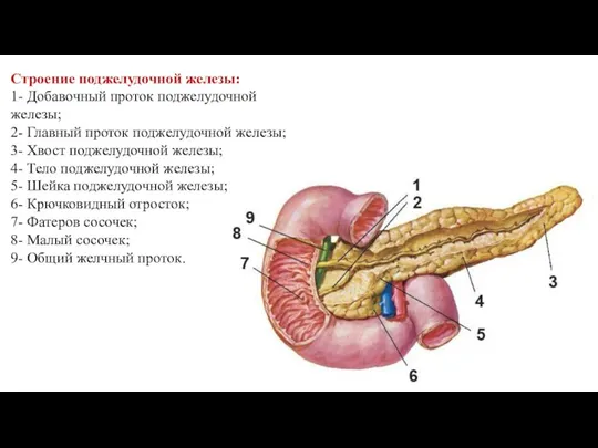 Строение поджелудочной железы: 1- Добавочный проток поджелудочной железы; 2- Главный проток поджелудочной железы;