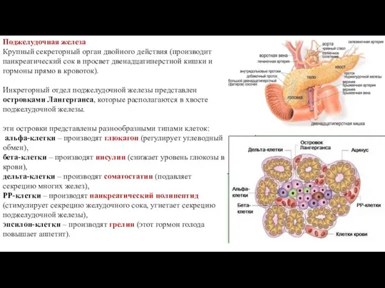 Поджелудочная железа Крупный секреторный орган двойного действия (производит панкреатический сок