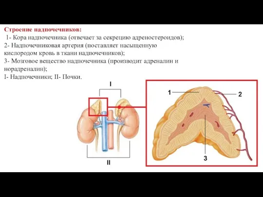 Строение надпочечников: 1- Кора надпочечника (отвечает за секрецию адреностероидов); 2- Надпочечниковая артерия (поставляет