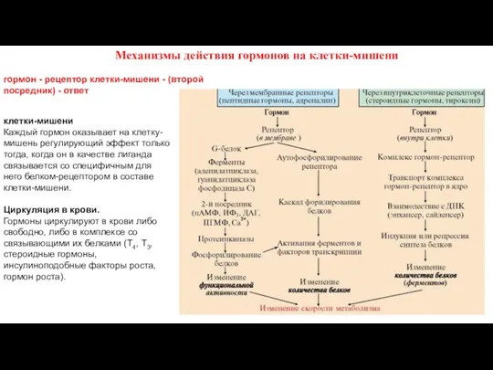 Механизмы действия гормонов на клетки-мишени гормон - рецептор клетки-мишени - (второй посредник) -