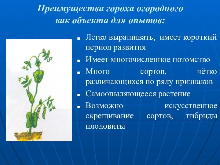 Преимущества гороха огородного как объекта для опытов: Легко выращивать, имеет