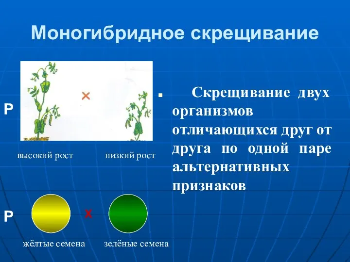 Моногибридное скрещивание Скрещивание двух организмов отличающихся друг от друга по