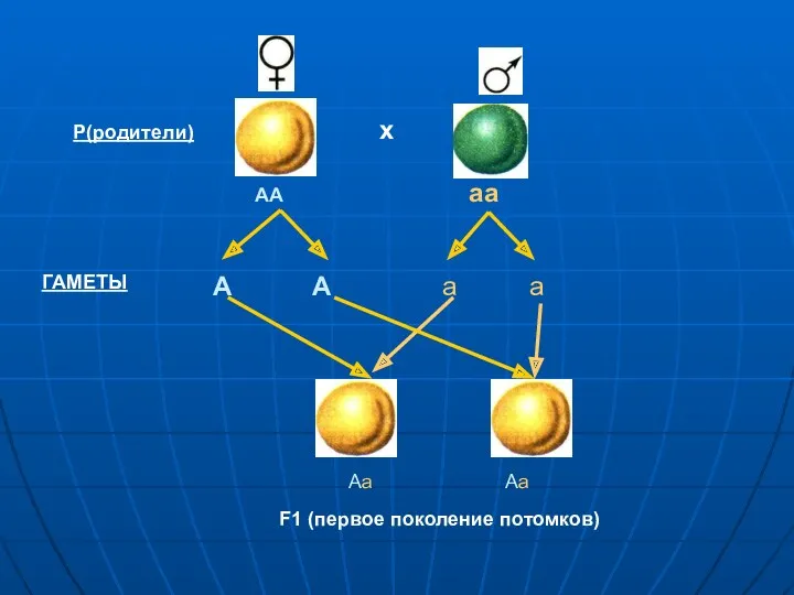 х АА аа А А а а ГАМЕТЫ Р(родители) F1 (первое поколение потомков) Аа Аа