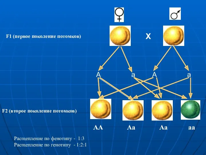 F1 (первое поколение потомков) Х А а А а F2