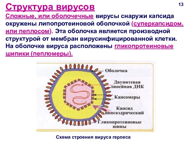 Cтруктура вирусов Сложные, или оболочечные вирусы снаружи капсида окружены липопротеиновой