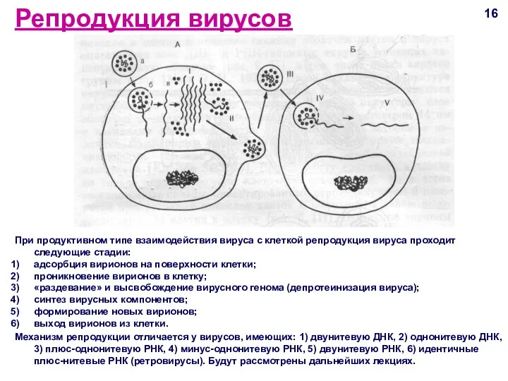 Репродукция вирусов При продуктивном типе взаимодействия вируса с клеткой репродукция вируса проходит следующие