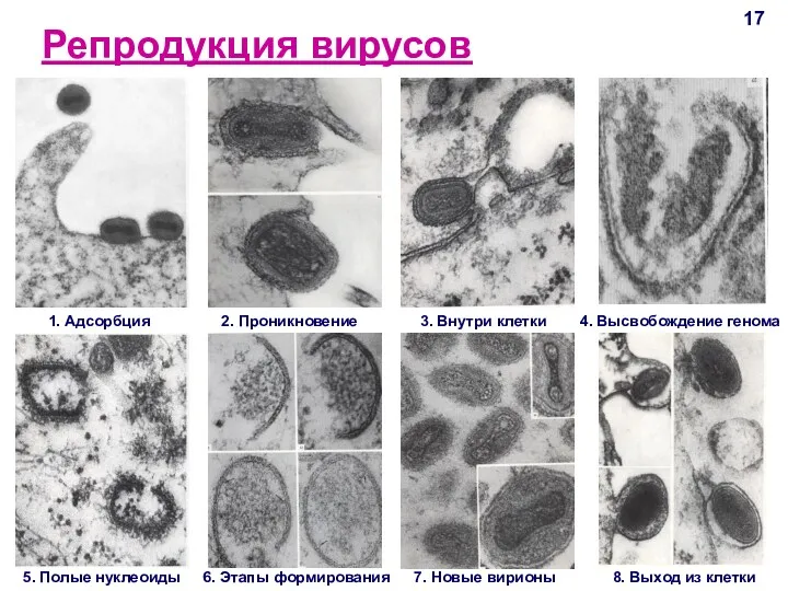 Репродукция вирусов 1. Адсорбция 2. Проникновение 3. Внутри клетки 4. Высвобождение генома 5.