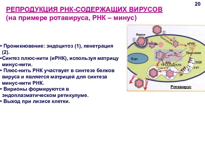 РЕПРОДУКЦИЯ РНК-СОДЕРЖАЩИХ ВИРУСОВ (на примере ротавируса, РНК – минус) 20 Проникновение: эндоцитоз (1),