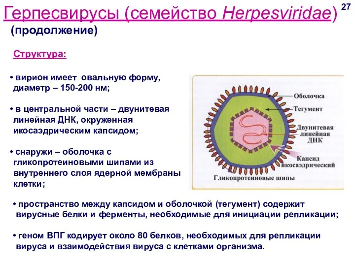 Герпесвирусы (семейство Herpesviridae) (продолжение) 27 Структура: вирион имеет овальную форму, диаметр – 150-200
