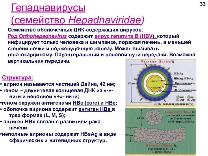 Гепаднавирусы (семейство Hepadnaviridae) 33 Семейство оболочечных ДНК-содержащих вирусов. Род Orthohepadnavirus