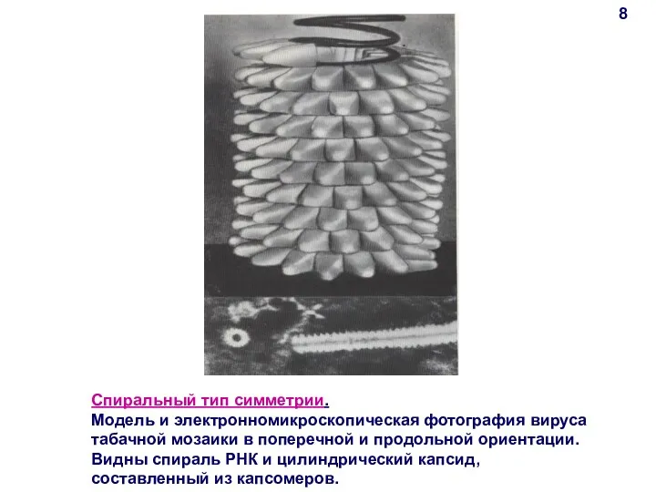 Спиральный тип симметрии. Модель и электронномикроскопическая фотография вируса табачной мозаики в поперечной и