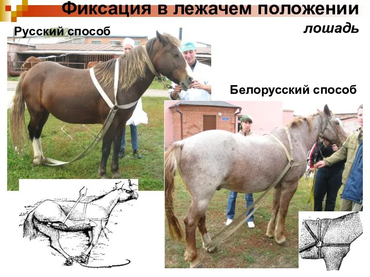 Фиксация в лежачем положении лошадь Русский способ Белорусский способ