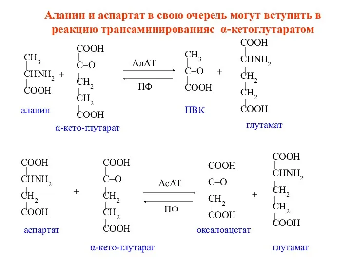 Аланин и аспартат в свою очередь могут вступить в реакцию