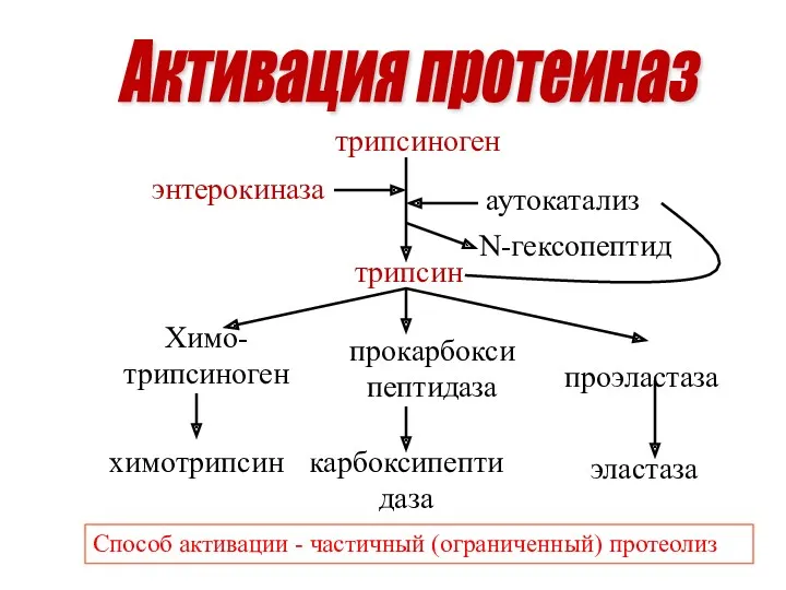 трипсиноген трипсин Химо-трипсиноген химотрипсин прокарбоксипептидаза карбоксипептидаза проэластаза эластаза аутокатализ N-гексопептид