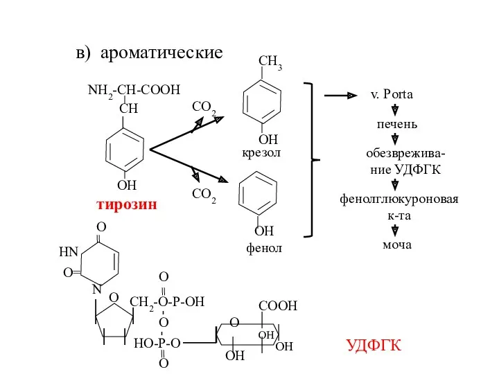 в) ароматические v. Porta УДФГК моча фенолглюкуроновая к-та обезврежива-ние УДФГК печень тирозин