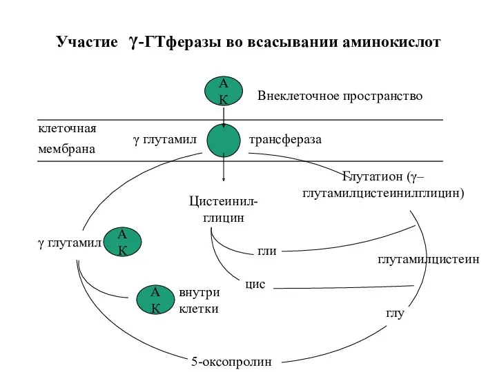 клеточная мембрана АК глу Глутатион (γ–глутамилцистеинилглицин) Внеклеточное пространство