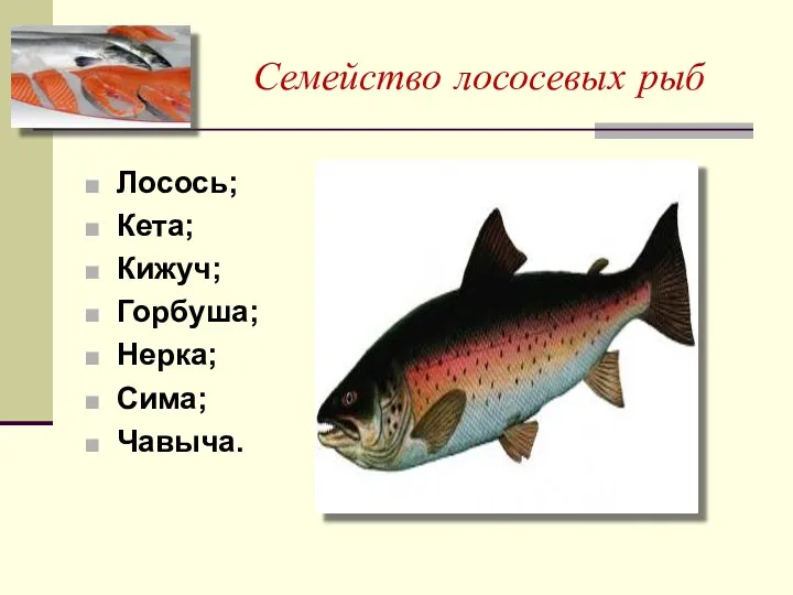 Семейство лососевых рыб Лосось; Кета; Кижуч; Горбуша; Нерка; Сима; Чавыча.