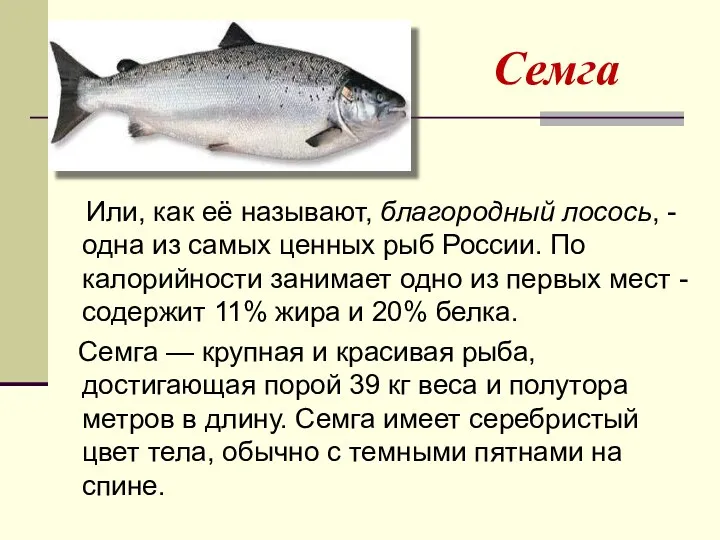 Семга Или, как её называют, благородный лосось, - одна из самых ценных рыб