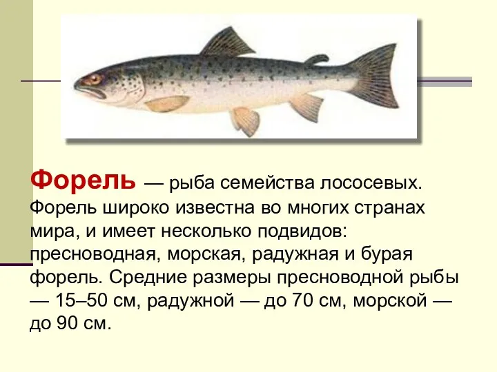 Форель — рыба семейства лососевых. Форель широко известна во многих странах мира, и