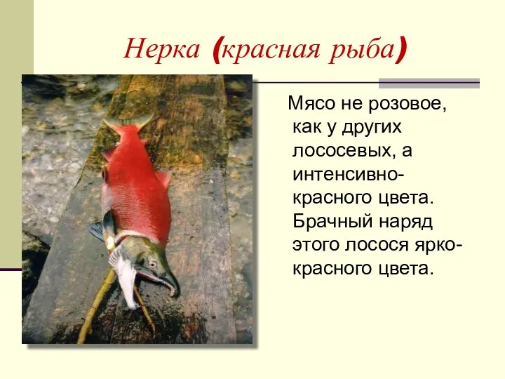 Нерка (красная рыба) Мясо не розовое, как у других лососевых, а интенсивно-красного цвета.