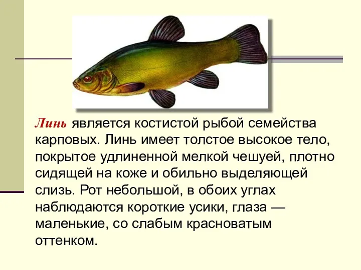 Линь является костистой рыбой семейства карповых. Линь имеет толстое высокое тело, покрытое удлиненной