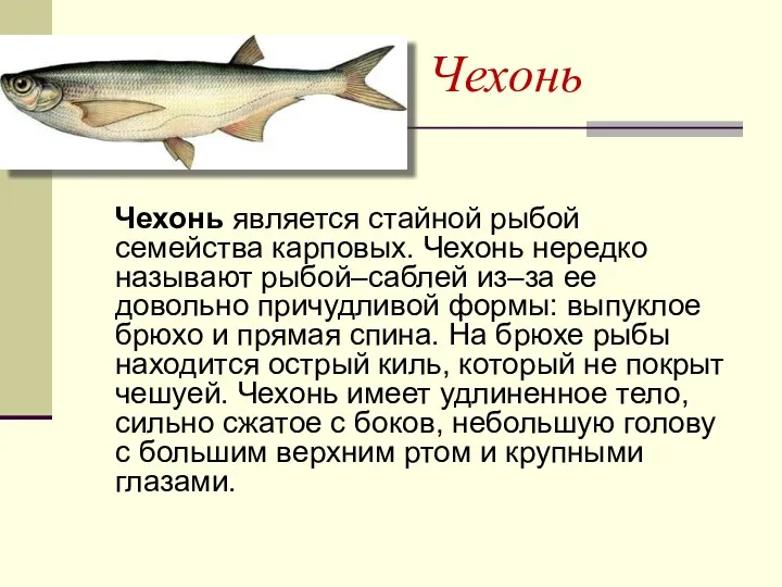 Чехонь Чехонь является стайной рыбой семейства карповых. Чехонь нередко называют рыбой–саблей из–за ее