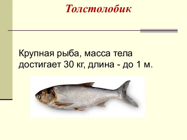 Толстолобик Крупная рыба, масса тела достигает 30 кг, длина - до 1 м.