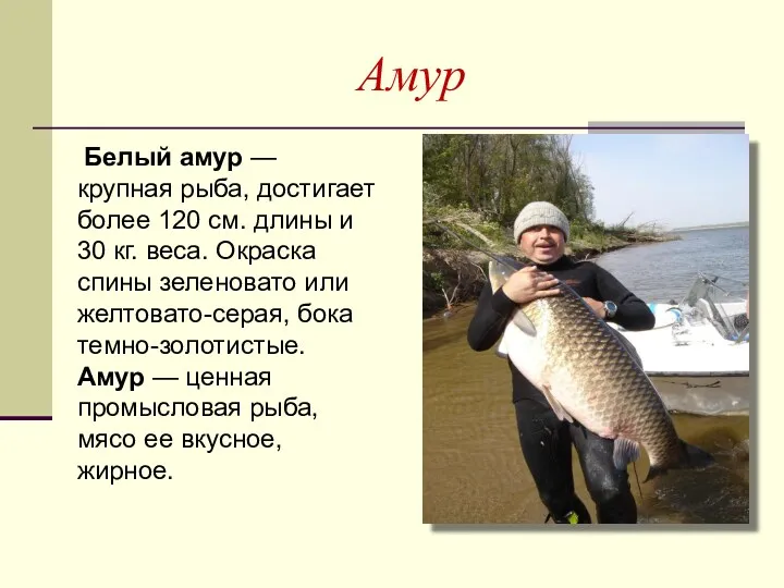 Амур Белый амур — крупная рыба, достигает более 120 см. длины и 30