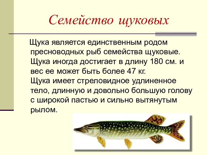 Семейство щуковых Щука является единственным родом пресноводных рыб семейства щуковые. Щука иногда достигает