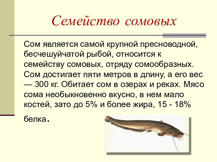 Семейство сомовых Сом является самой крупной пресноводной, бесчешуйчатой рыбой, относится к семейству сомовых,